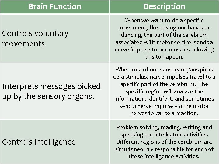 Brain Function Description Controls voluntary movements When we want to do a specific movement,