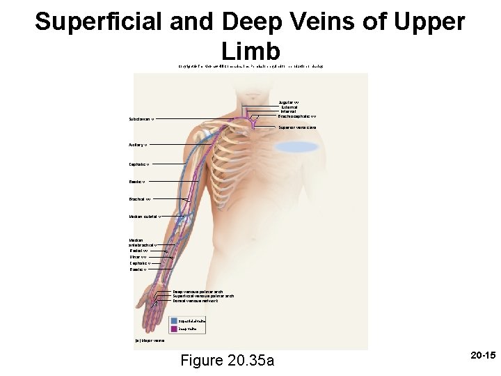 Superficial and Deep Veins of Upper Limb Copyright © The Mc. Graw-Hill Companies, Inc.