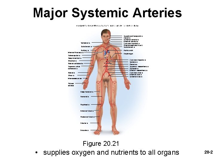Major Systemic Arteries Copyright © The Mc. Graw-Hill Companies, Inc. Permission required for reproduction