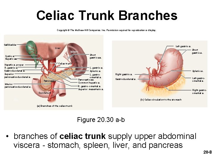Celiac Trunk Branches Copyright © The Mc. Graw-Hill Companies, Inc. Permission required for reproduction