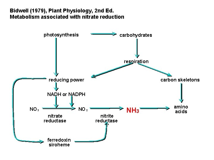 Bidwell (1979), Plant Physiology, 2 nd Ed. Metabolism associated with nitrate reduction photosynthesis carbohydrates