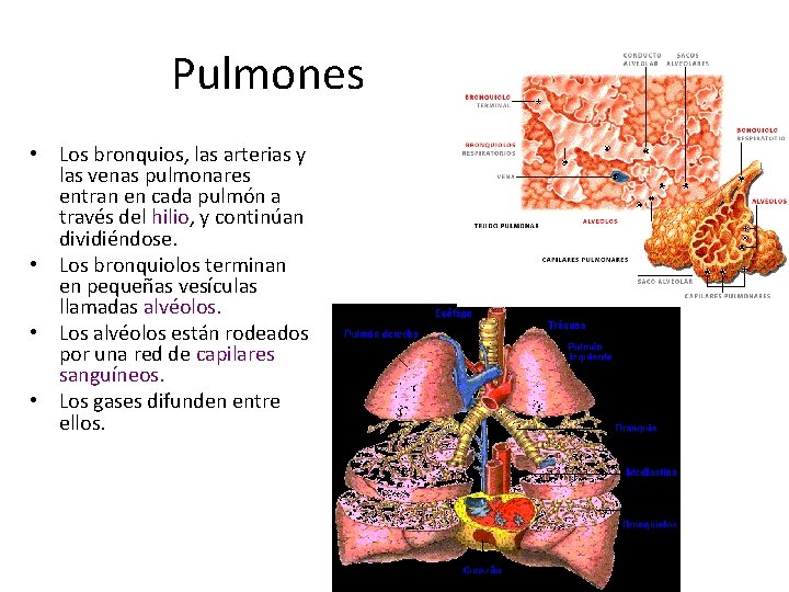 Pulmones • Los bronquios, las arterias y las venas pulmonares entran en cada pulmón