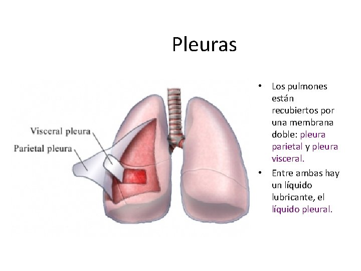 Pleuras • Los pulmones están recubiertos por una membrana doble: pleura parietal y pleura