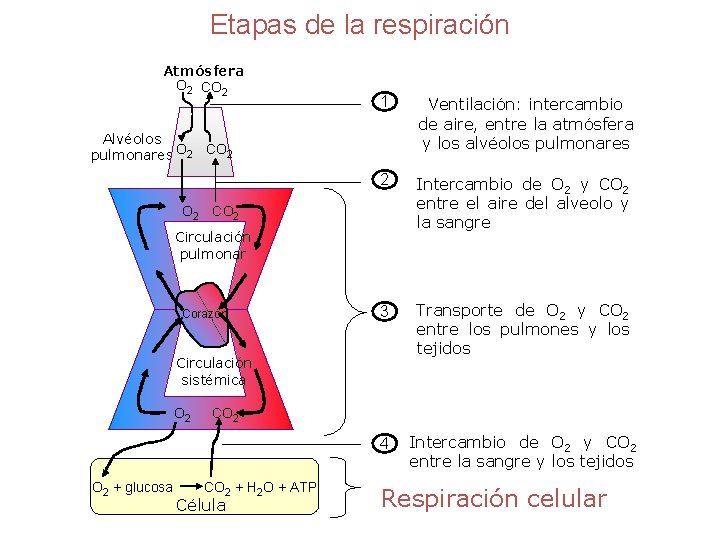 Etapas de la respiración Atmósfera O 2 CO 2 1 Ventilación: intercambio de aire,