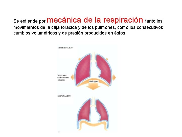 mecánica de la respiración Se entiende por tanto los movimientos de la caja torácica