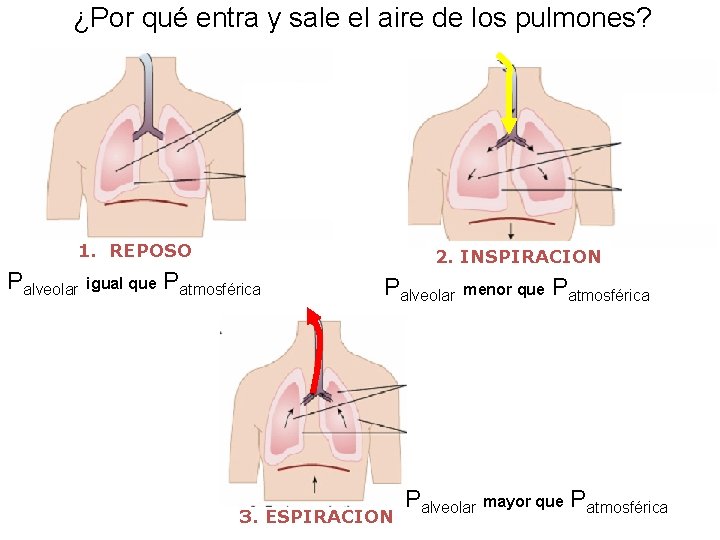 ¿Por qué entra y sale el aire de los pulmones? 1. REPOSO Palveolar igual