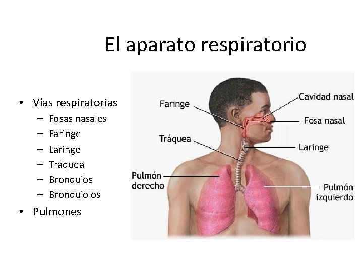 El aparato respiratorio • Vías respiratorias – – – Fosas nasales Faringe Laringe Tráquea