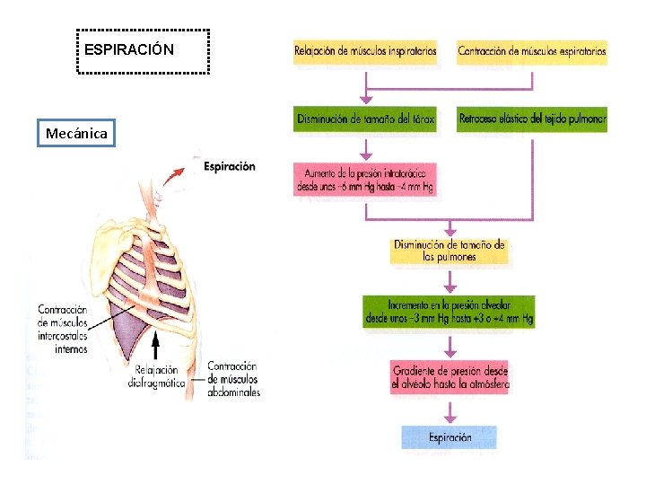 ESPIRACIÓN Mecánica 