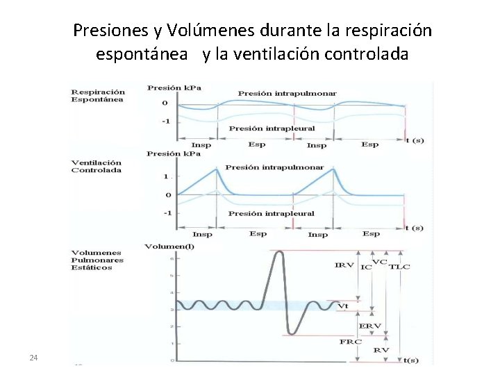 Presiones y Volúmenes durante la respiración espontánea y la ventilación controlada 24 
