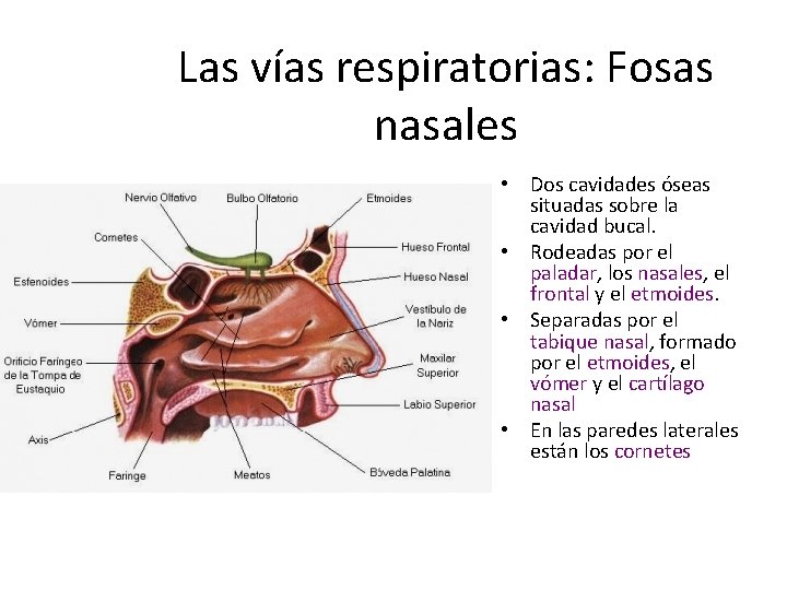 Las vías respiratorias: Fosas nasales • Dos cavidades óseas situadas sobre la cavidad bucal.