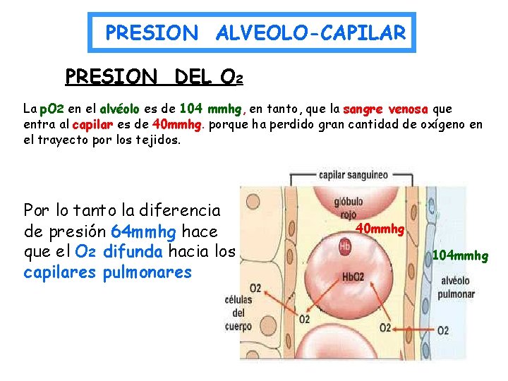 PRESION ALVEOLO-CAPILAR PRESION DEL O 2 La p. O 2 en el alvéolo es