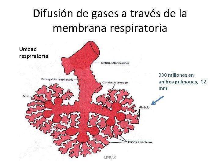 Difusión de gases a través de la membrana respiratoria Unidad respiratoria 300 millones en