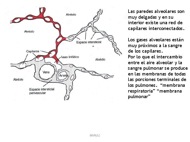 Las paredes alveolares son muy delgadas y en su interior existe una red de