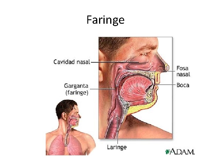Faringe 