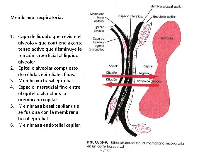 Membrana respiratoria: 1. Capa de liquido que reviste el alveolo y que contiene agente