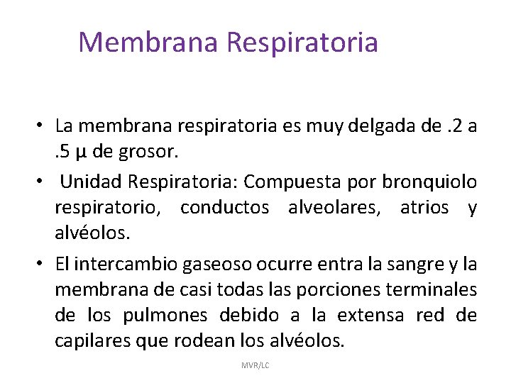 Membrana Respiratoria • La membrana respiratoria es muy delgada de. 2 a. 5 μ