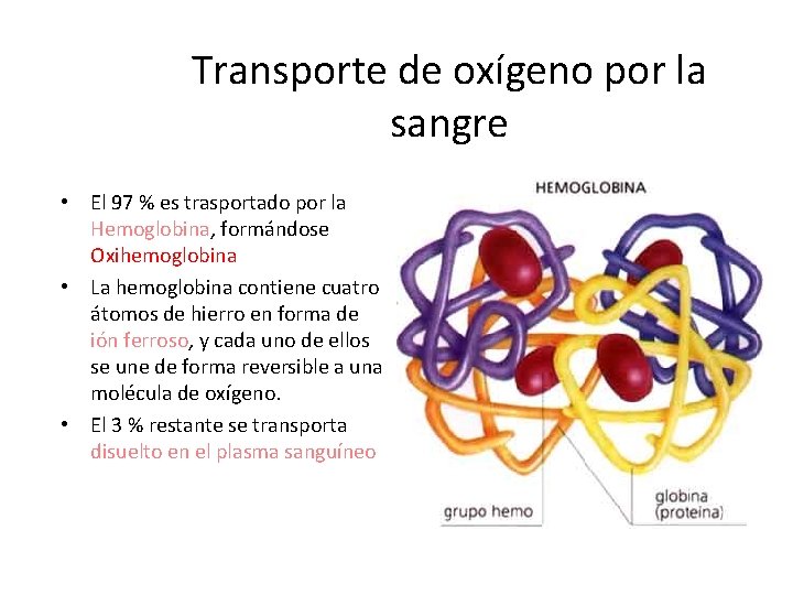 Transporte de oxígeno por la sangre • El 97 % es trasportado por la