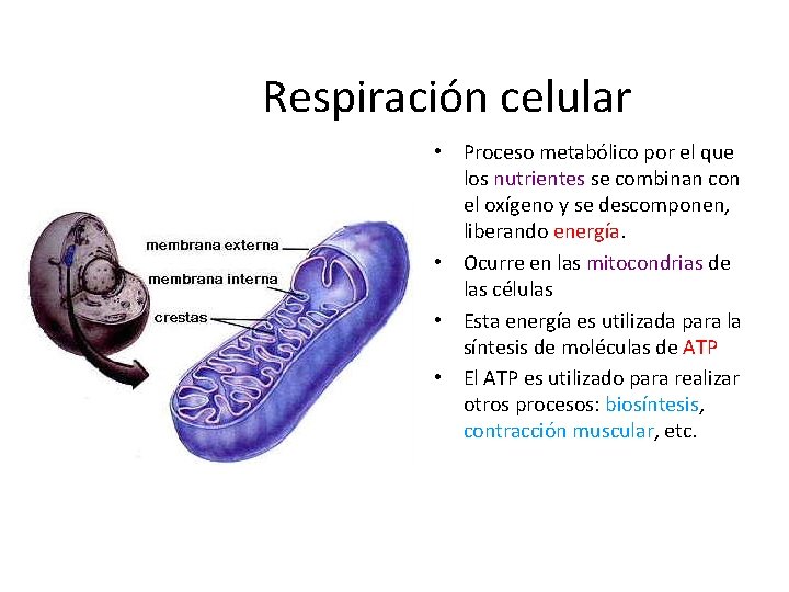 Respiración celular • Proceso metabólico por el que los nutrientes se combinan con el