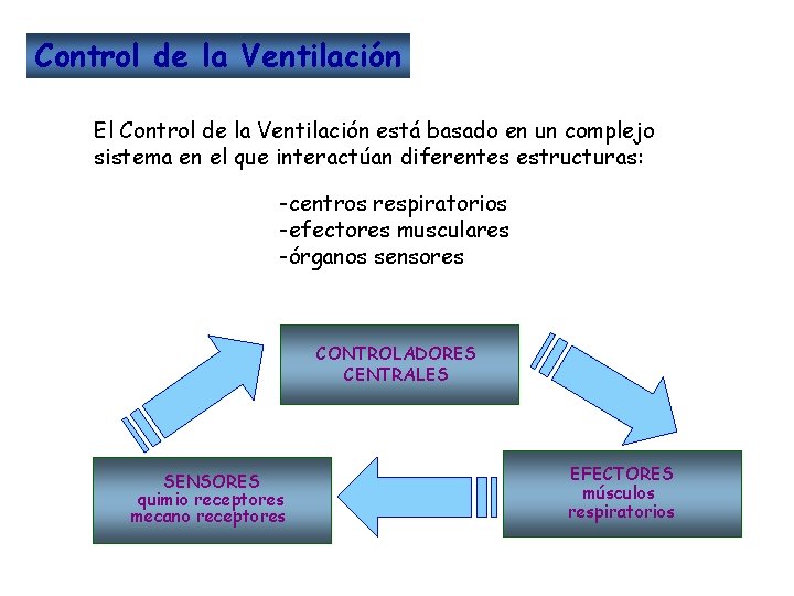 Control de la Ventilación El Control de la Ventilación está basado en un complejo