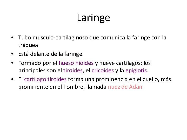 Laringe • Tubo musculo-cartilaginoso que comunica la faringe con la tráquea. • Está delante