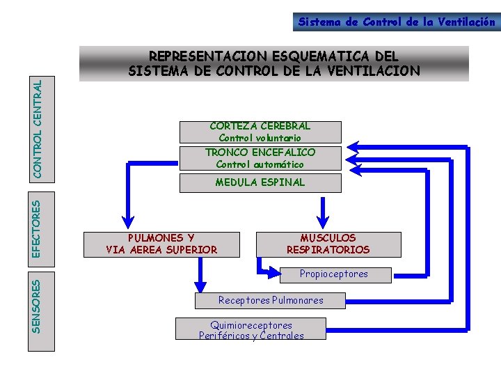 Sistema de Control de la Ventilación SENSORES EFECTORES CONTROL CENTRAL REPRESENTACION ESQUEMATICA DEL SISTEMA
