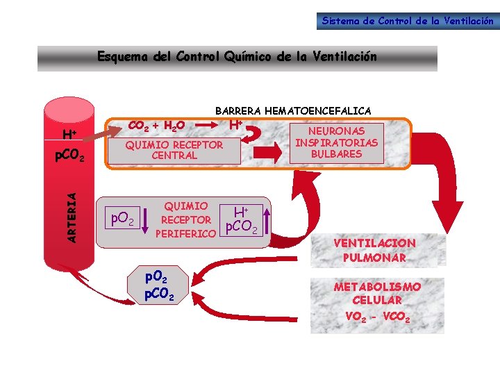 Sistema de Control de la Ventilación Esquema del Control Químico de la Ventilación H+