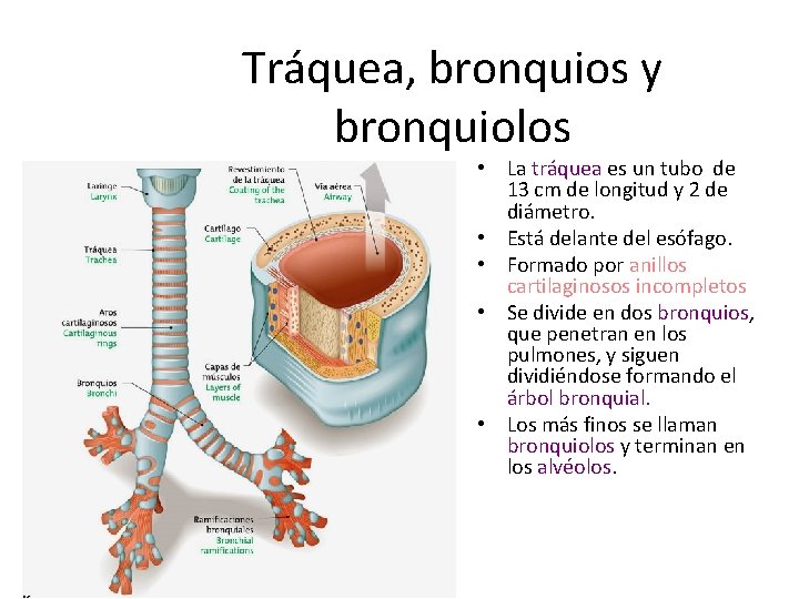 Tráquea, bronquios y bronquiolos • La tráquea es un tubo de 13 cm de