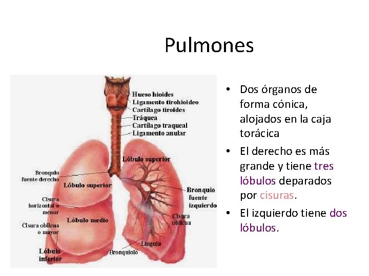 Pulmones • Dos órganos de forma cónica, alojados en la caja torácica • El