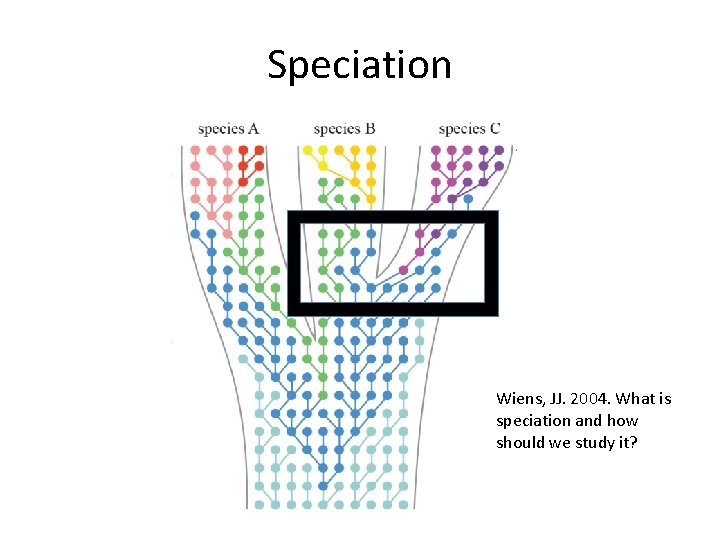 Speciation Wiens, JJ. 2004. What is speciation and how should we study it? 