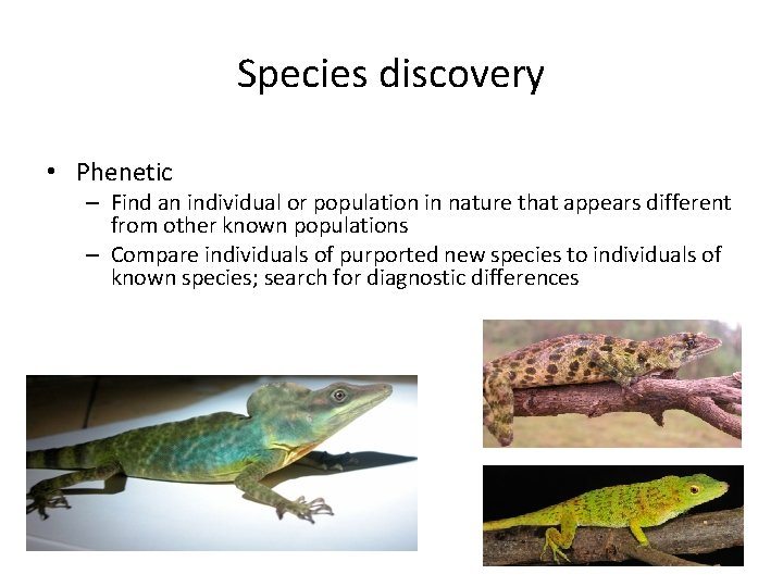Species discovery • Phenetic – Find an individual or population in nature that appears