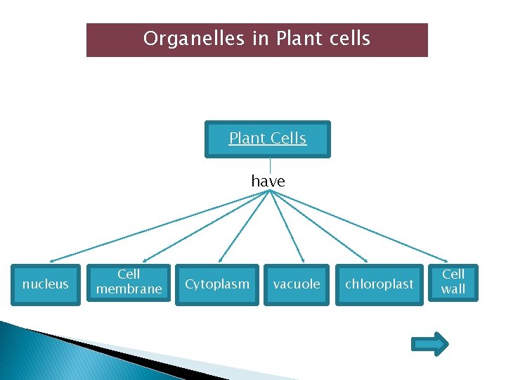 Organelles in Plant cells Plant Cells have nucleus Cell membrane Cytoplasm vacuole chloroplast Cell Organelles in Plant cells Plant Cells have nucleus Cell membrane Cytoplasm vacuole chloroplast Cell