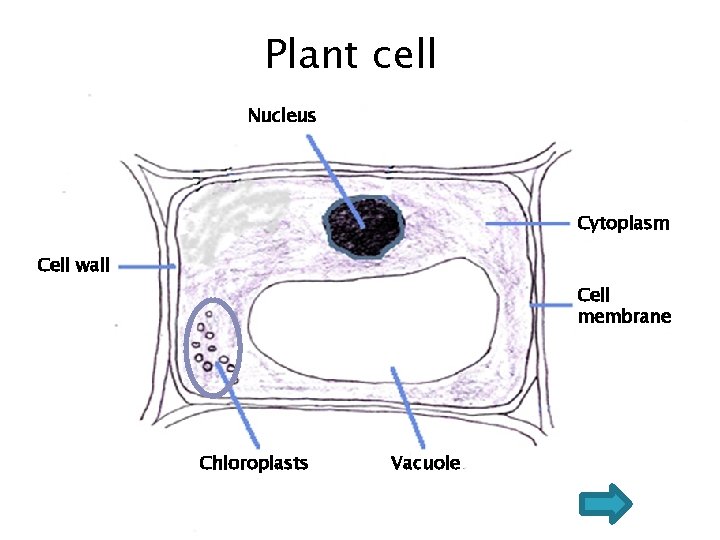 Plant cell Nucleus Cytoplasm Cell wall Cell membrane Chloroplasts Vacuole Plant cell Nucleus Cytoplasm Cell wall Cell membrane Chloroplasts Vacuole
