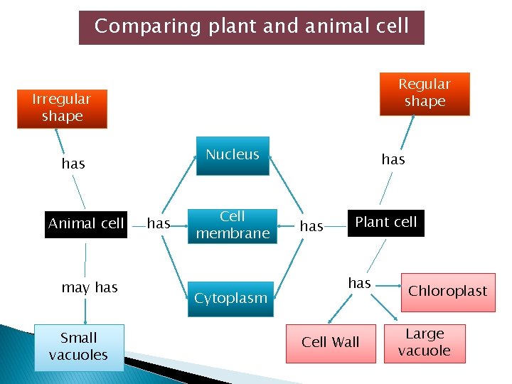 Comparing plant and animal cell Regular shape Irregular shape Nucleus has Animal cell may Comparing plant and animal cell Regular shape Irregular shape Nucleus has Animal cell may