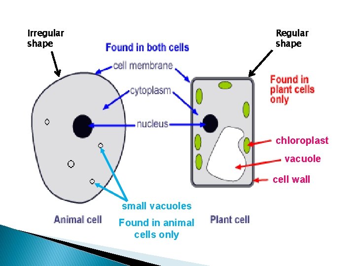 Irregular shape Regular shape chloroplast vacuole cell wall small vacuoles Found in animal cells Irregular shape Regular shape chloroplast vacuole cell wall small vacuoles Found in animal cells