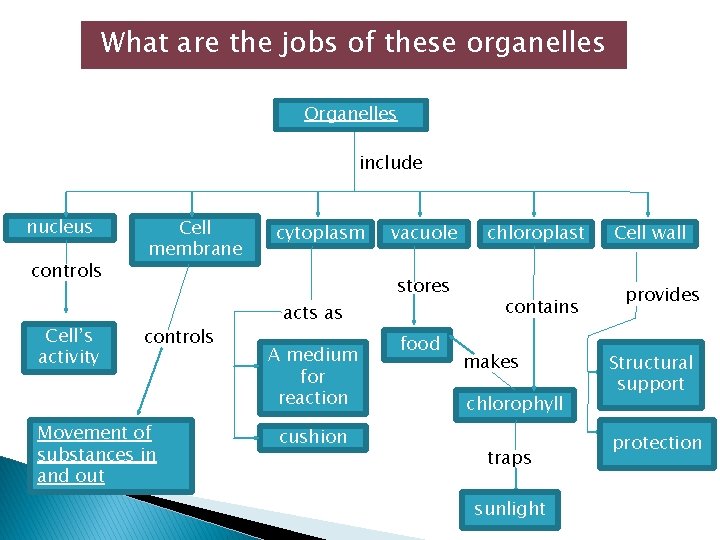 What are the jobs of these organelles Organelles include nucleus controls Cell’s activity Cell What are the jobs of these organelles Organelles include nucleus controls Cell’s activity Cell