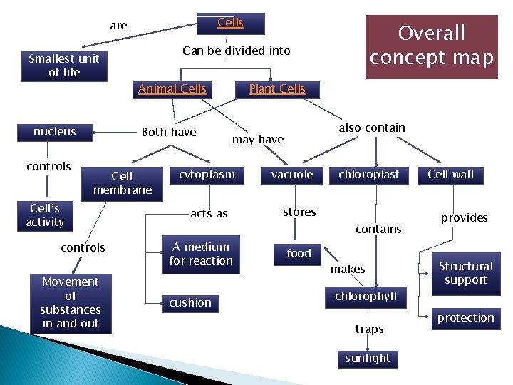 Cells are Smallest unit of life nucleus controls Can be divided into Animal Cells Cells are Smallest unit of life nucleus controls Can be divided into Animal Cells