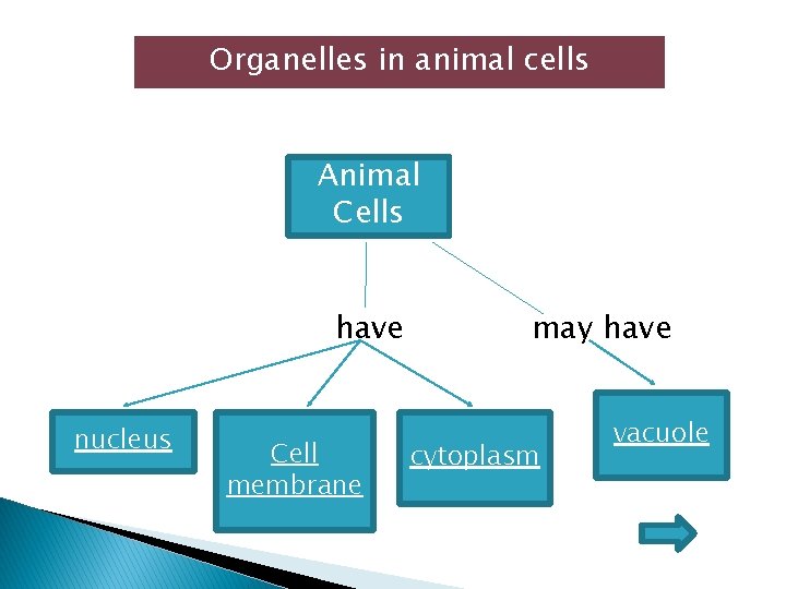Organelles in animal cells Animal Cells have nucleus Cell membrane may have cytoplasm vacuole Organelles in animal cells Animal Cells have nucleus Cell membrane may have cytoplasm vacuole