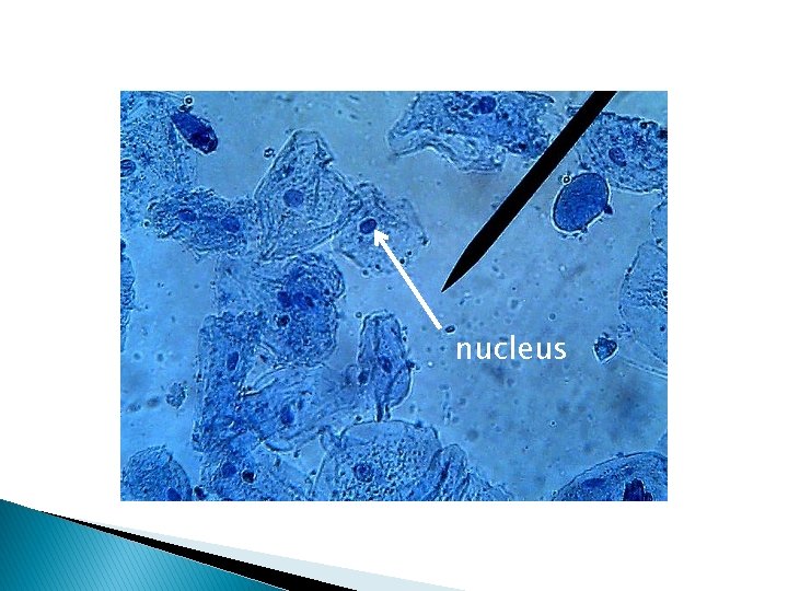 nucleus nucleus
