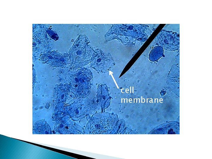 cell membrane cell membrane