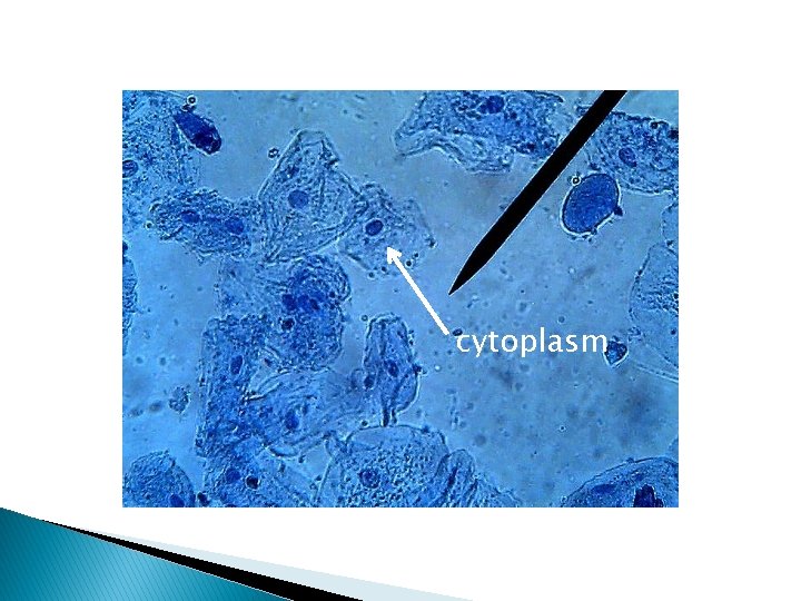 cytoplasm cytoplasm