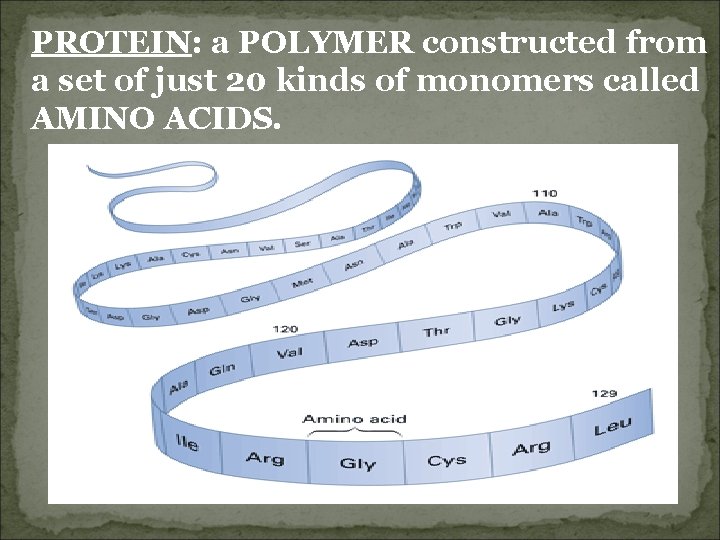 PROTEIN: a POLYMER constructed from a set of just 20 kinds of monomers called