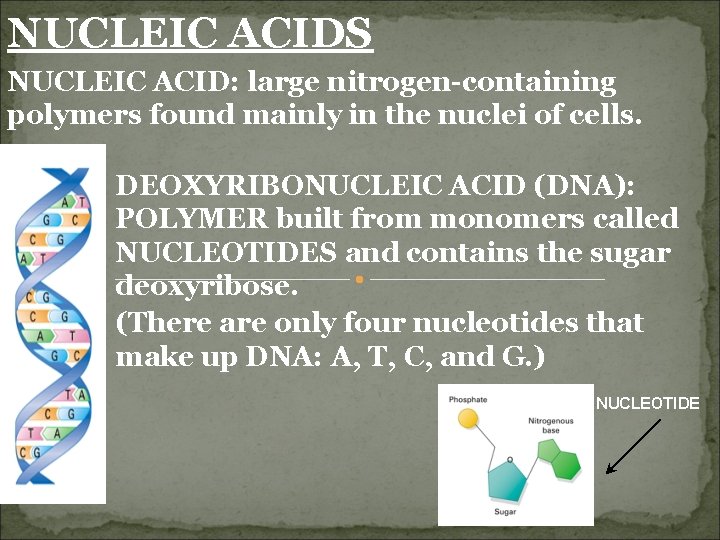 NUCLEIC ACIDS NUCLEIC ACID: large nitrogen-containing polymers found mainly in the nuclei of cells.