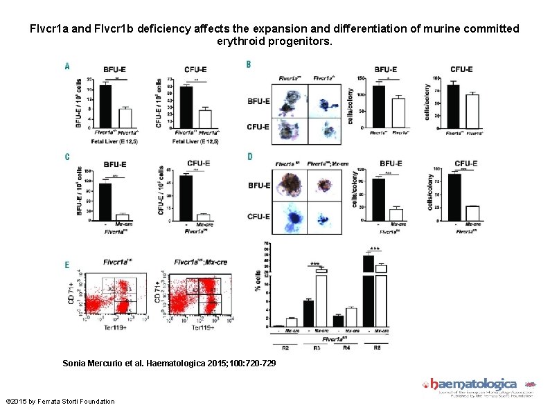 Flvcr 1 a and Flvcr 1 b deficiency affects the expansion and differentiation of