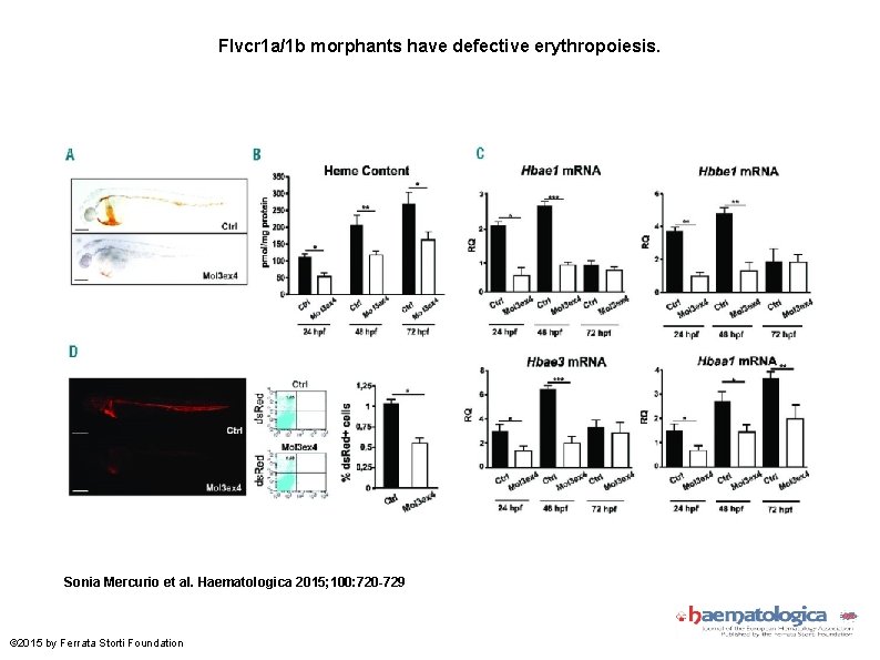 Flvcr 1 a/1 b morphants have defective erythropoiesis. Sonia Mercurio et al. Haematologica 2015;