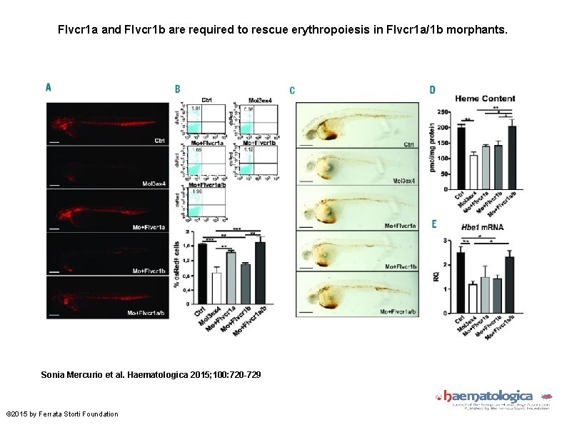 Flvcr 1 a and Flvcr 1 b are required to rescue erythropoiesis in Flvcr