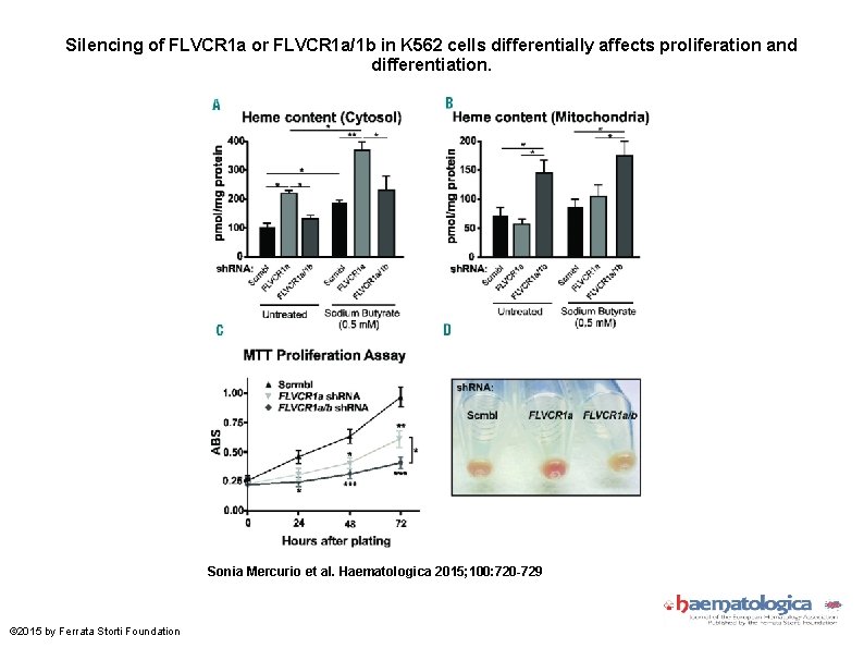 Silencing of FLVCR 1 a or FLVCR 1 a/1 b in K 562 cells