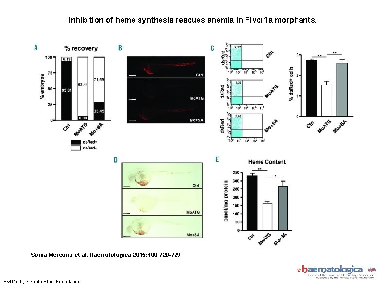 Inhibition of heme synthesis rescues anemia in Flvcr 1 a morphants. Sonia Mercurio et
