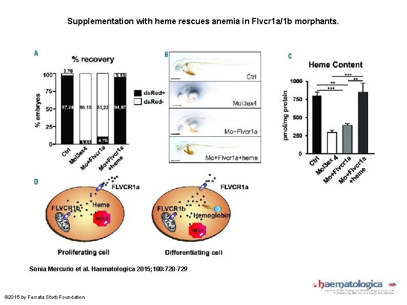 Supplementation with heme rescues anemia in Flvcr 1 a/1 b morphants. Sonia Mercurio et