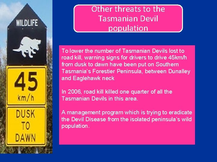 Other threats to the Tasmanian Devil population To lower the number of Tasmanian Devils