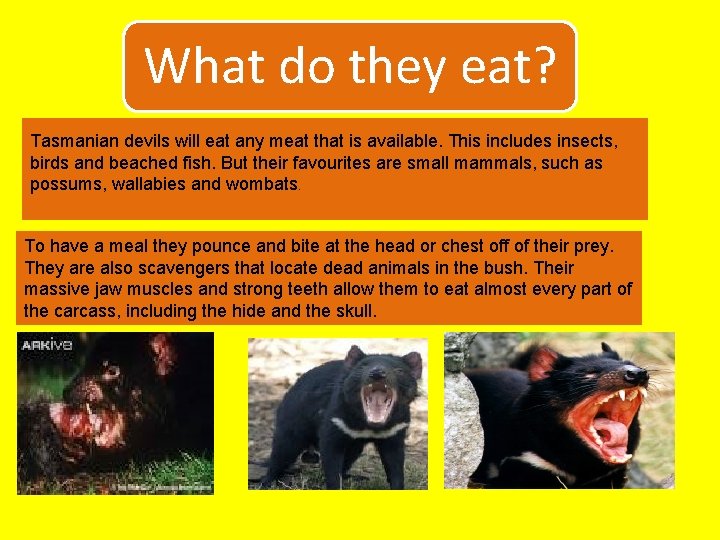 What do they eat? Tasmanian devils will eat any meat that is available. This